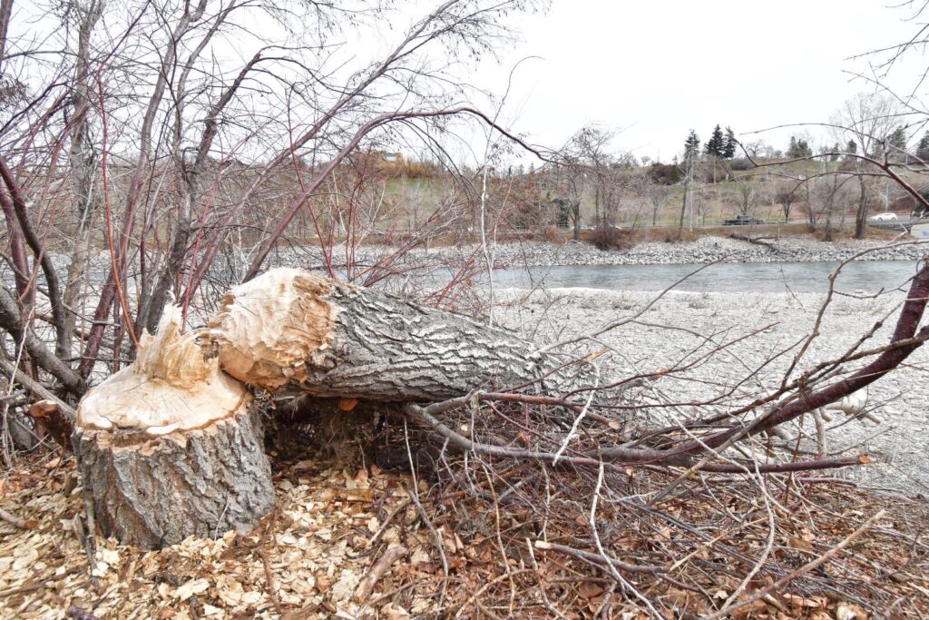 ビーバーに倒された木