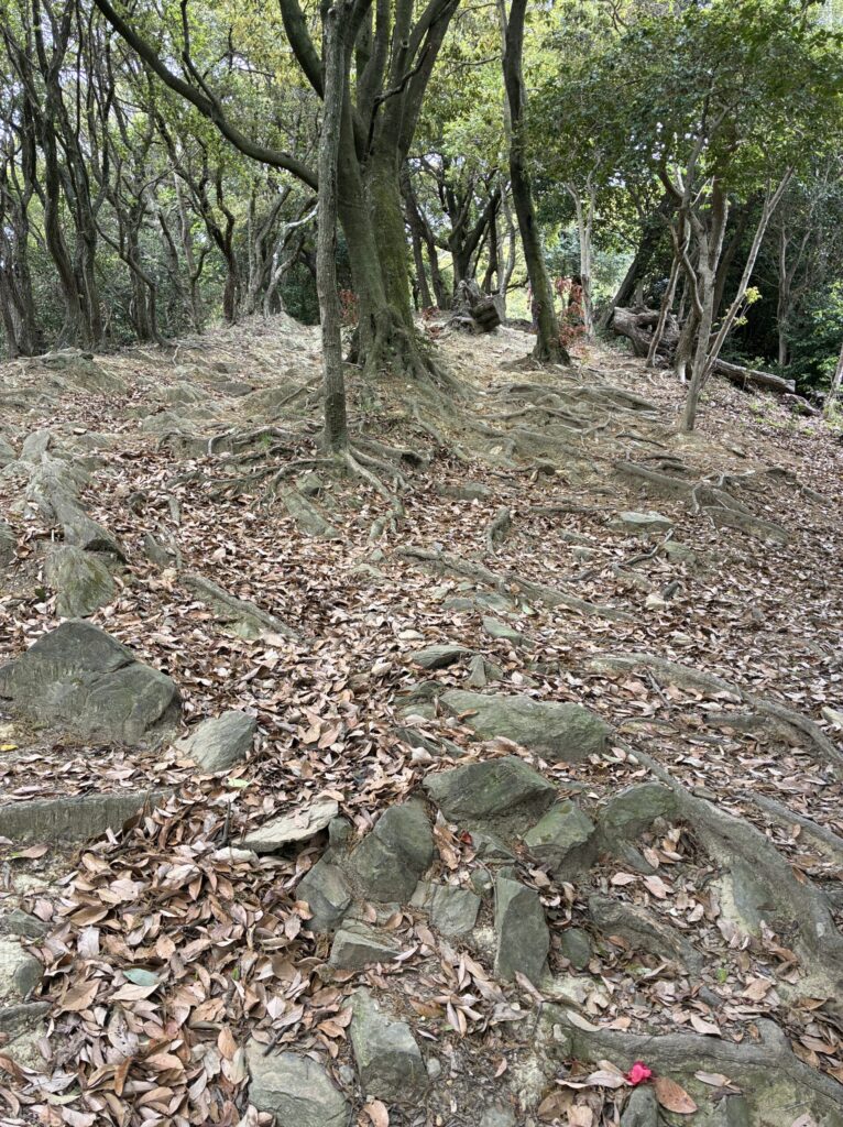 ハイキング道