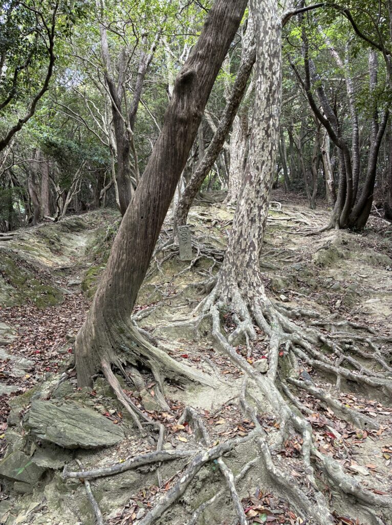 ハイキング道