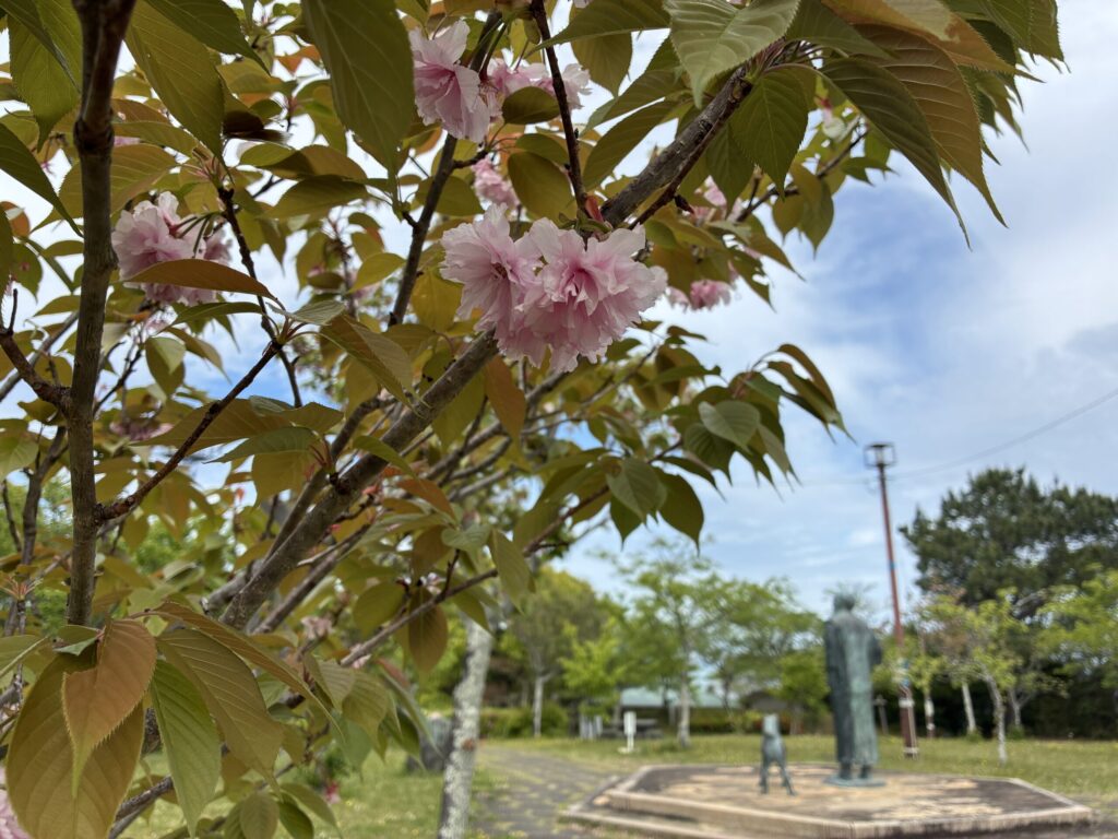八重桜