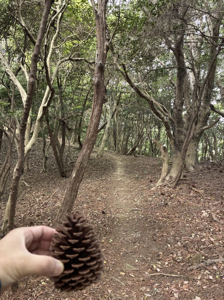 ハイキング道