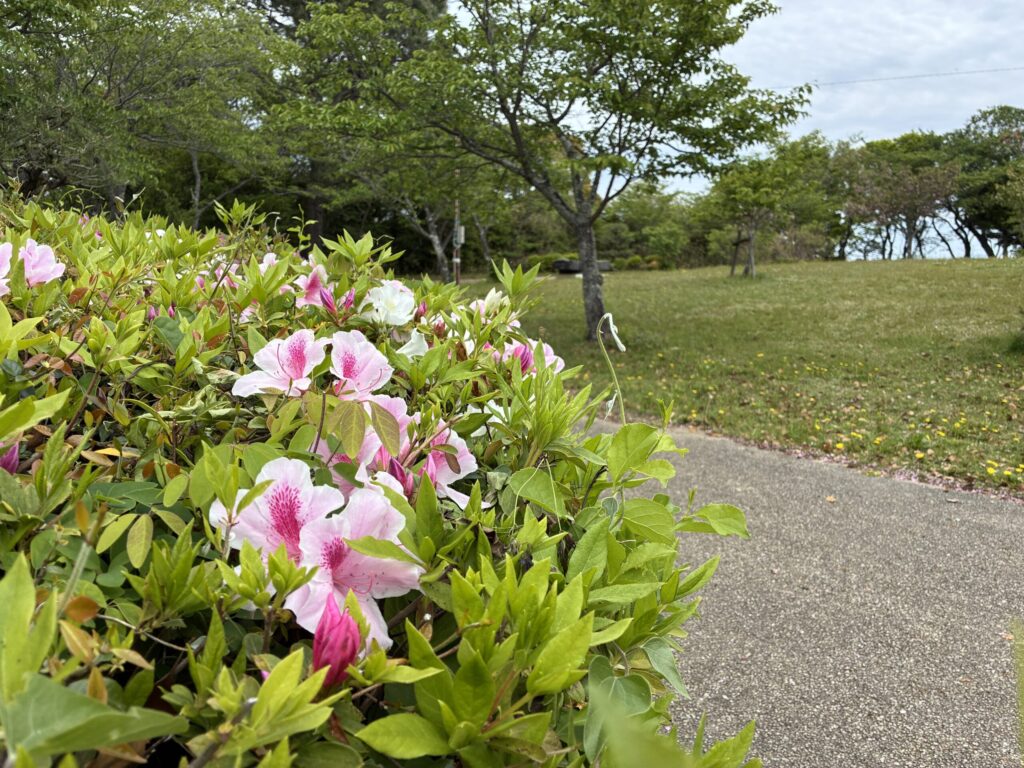 ツツジ