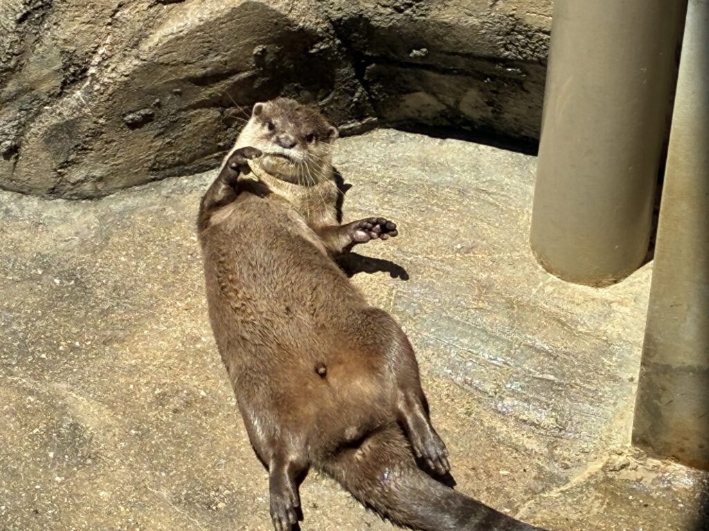 コツメカワウソ