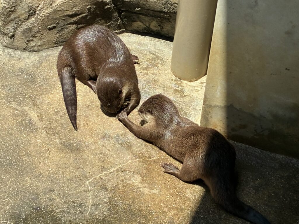 コツメカワウソ