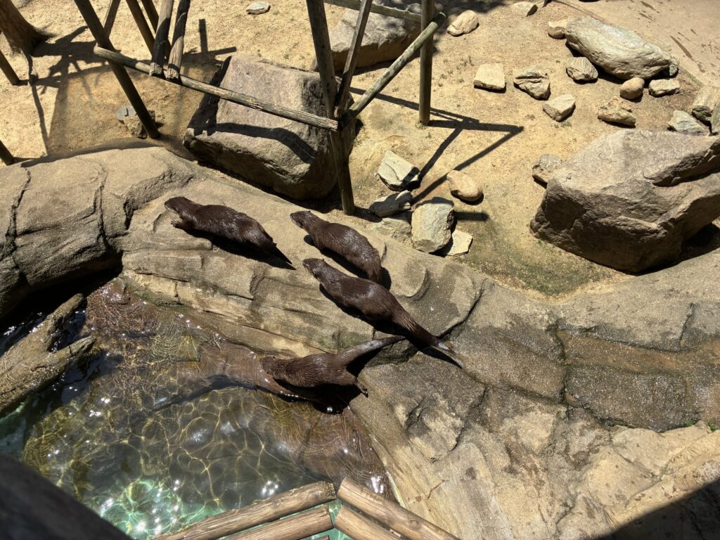 コツメカワウソ