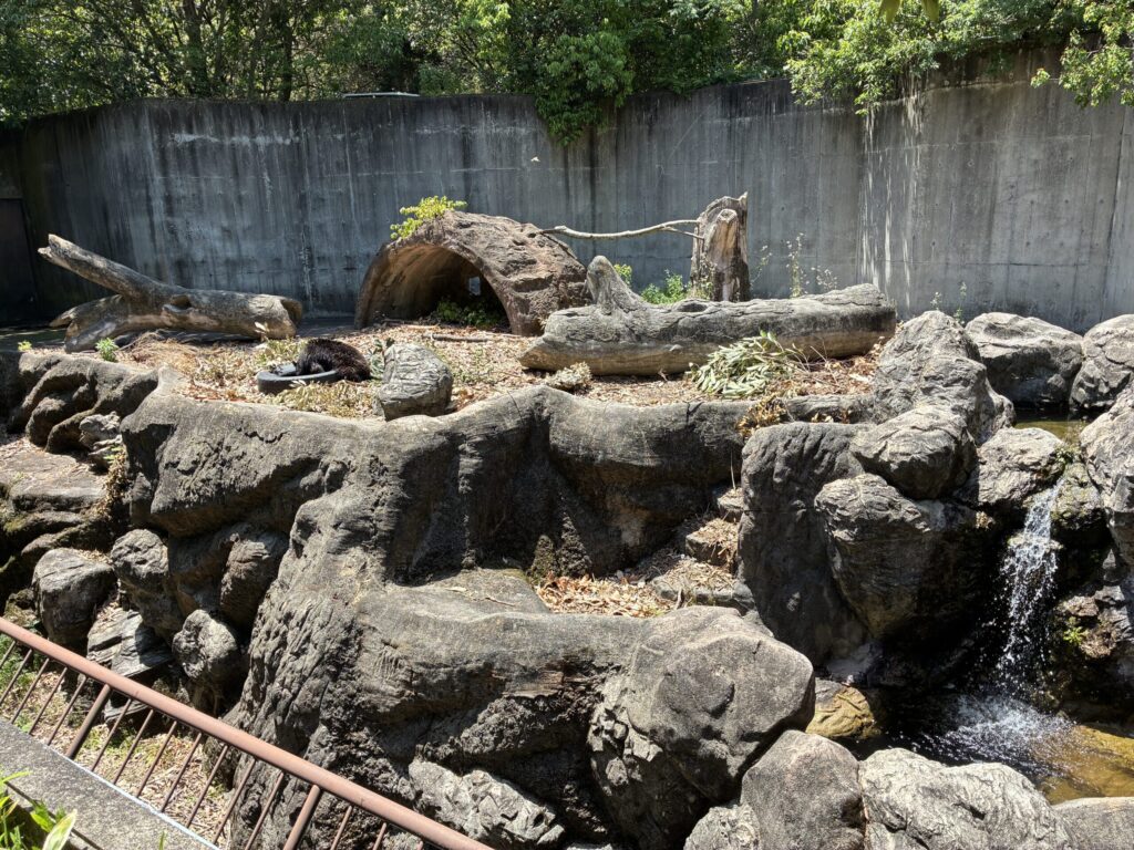 ツキノワグマ