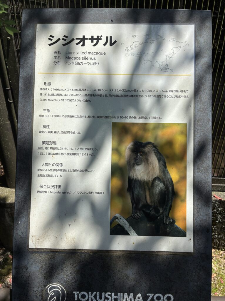シシオザル