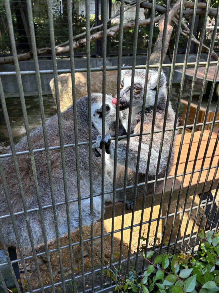 ワオキツネザル