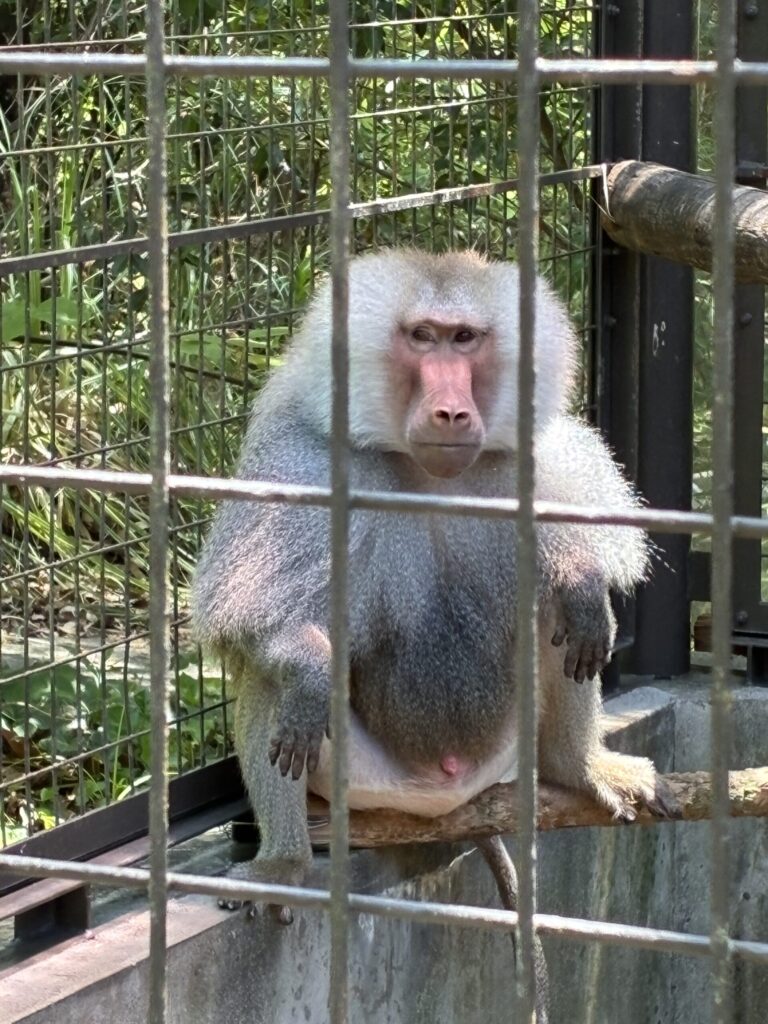 マントヒヒ