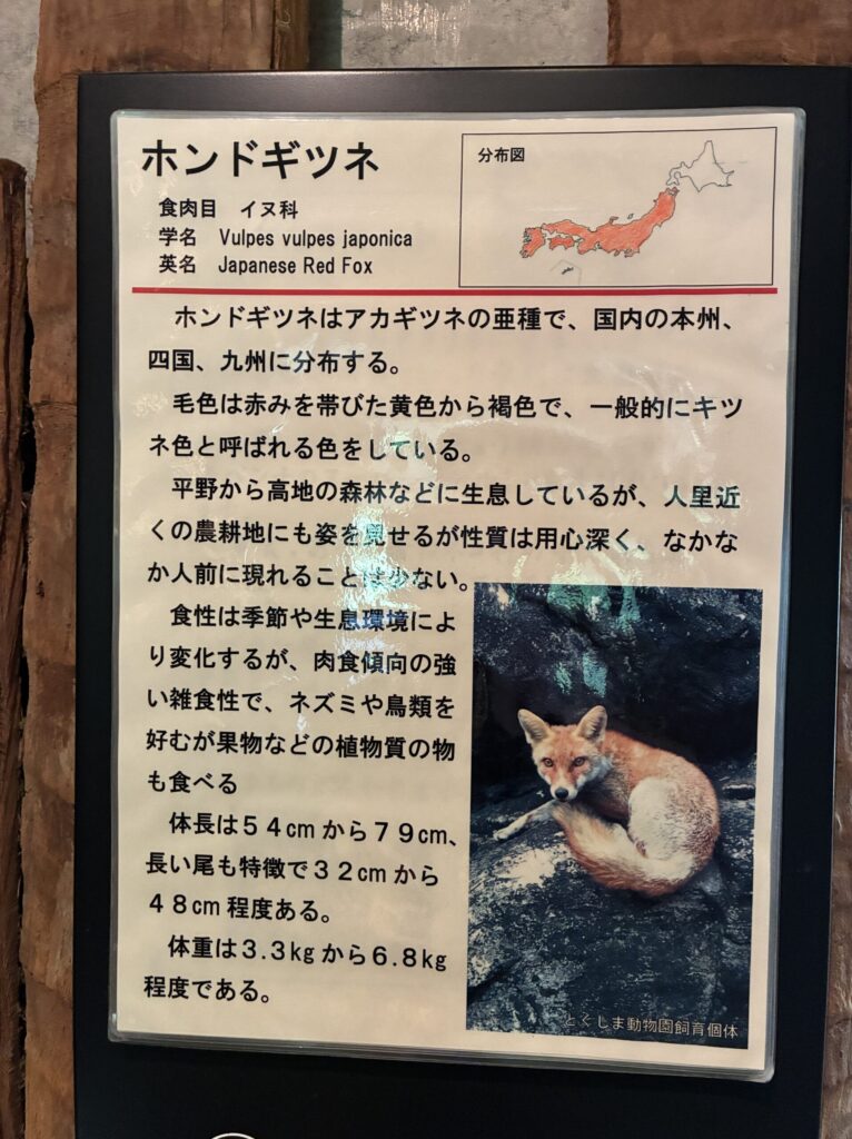ホンドギツネ