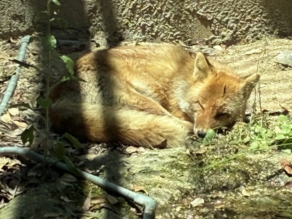 ホンドギツネ