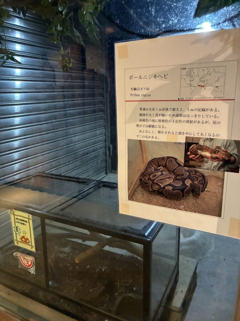 ボールニシキヘビ