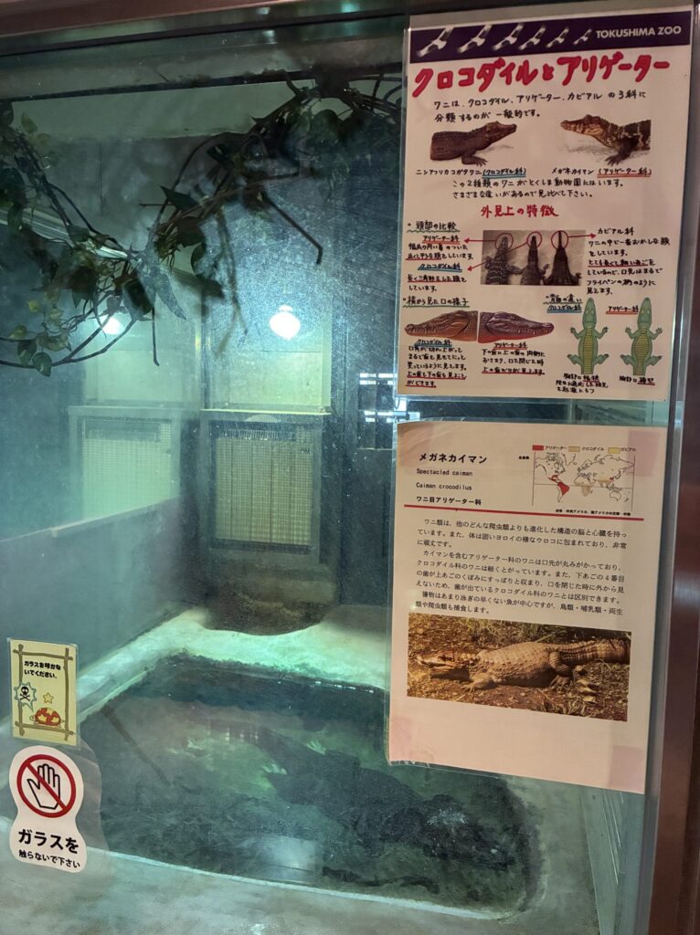 メガネカイマン