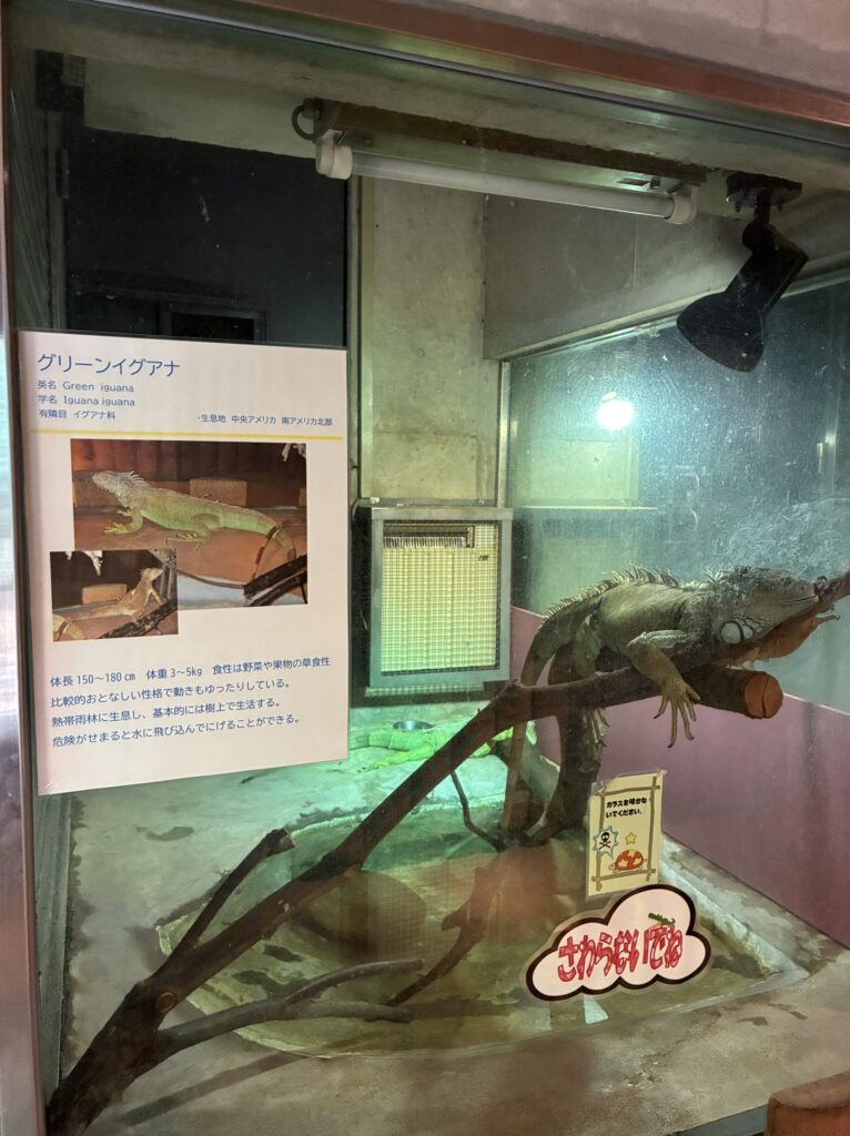 グリーンイグアナ