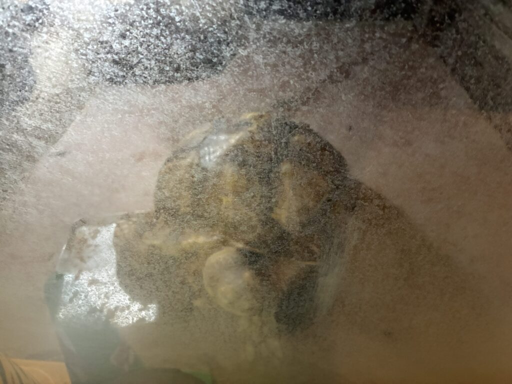 ケヅメリクガメ