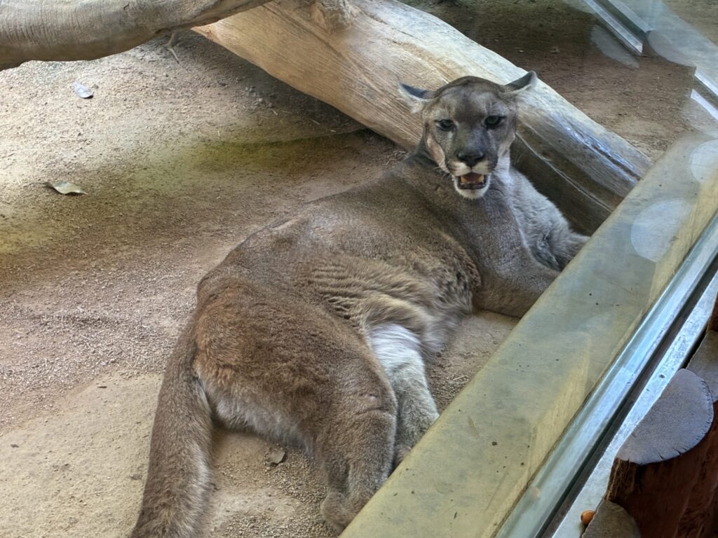 ピューマ