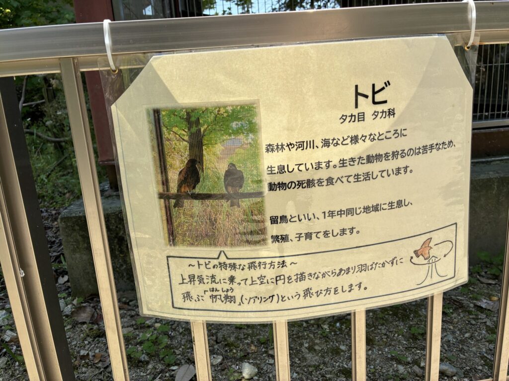 トビ