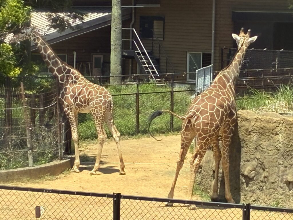 キリン