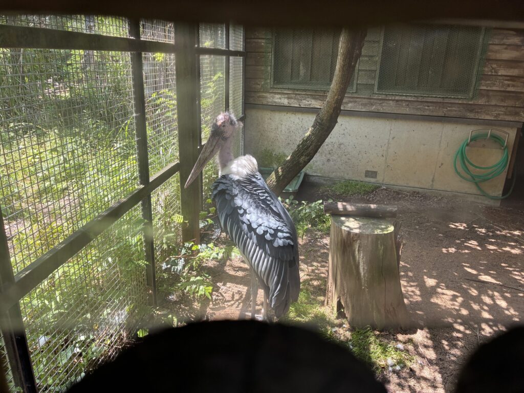 アフリカハゲコウ