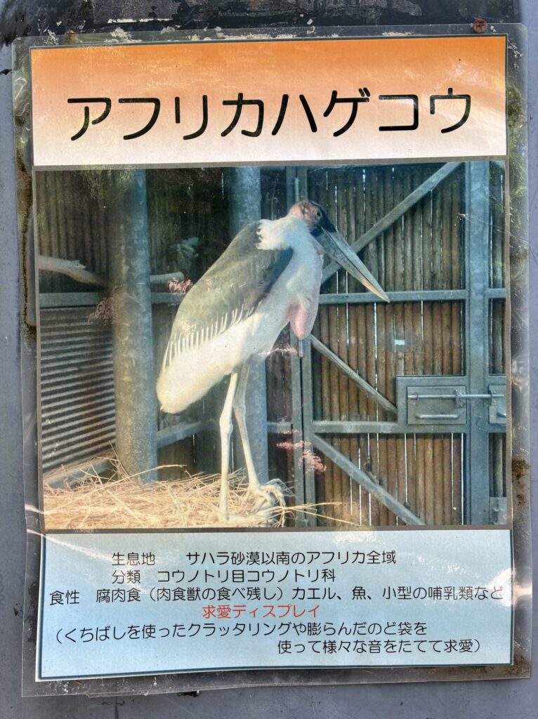 アフリカハゲコウ