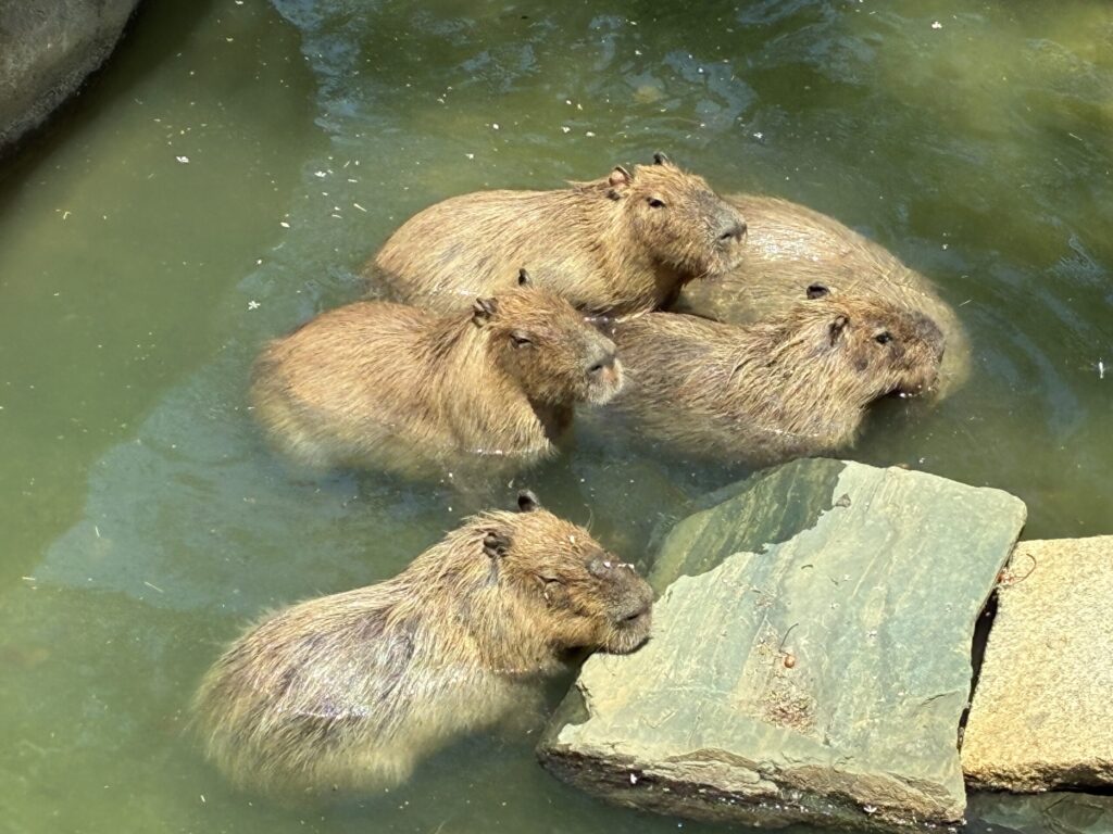 カピバラ
