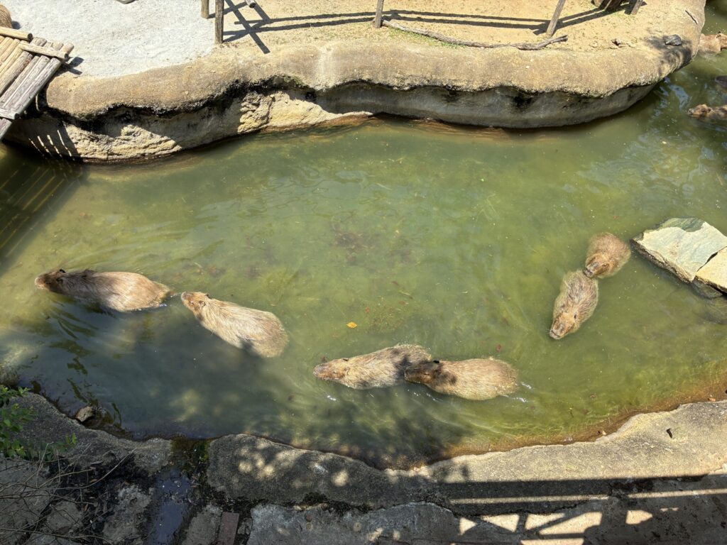 カピバラ
