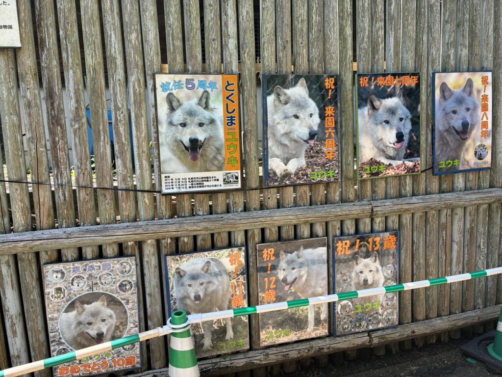 シンリンオオカミ