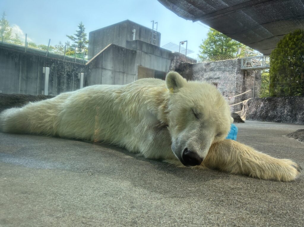 ホッキョクグマ