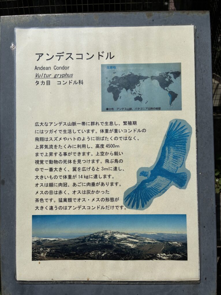 アンデスコンドル