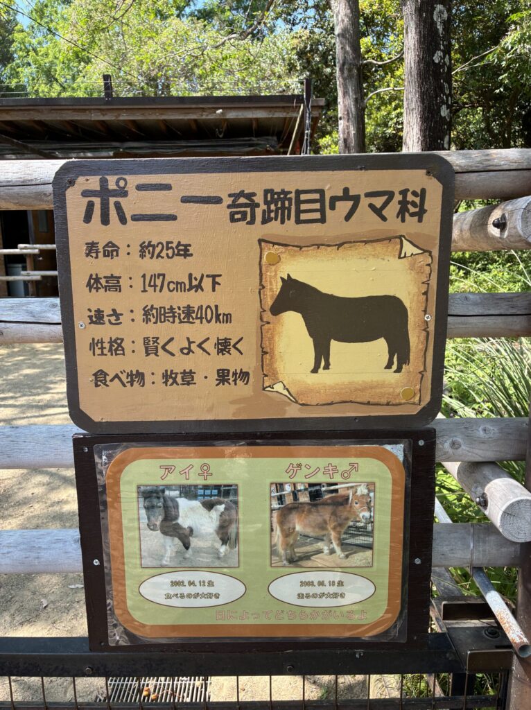 ポニー