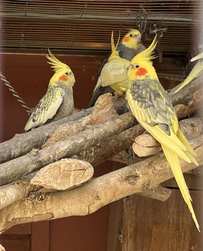 オカメインコ