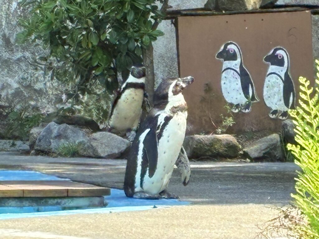 フンボルトペンギン