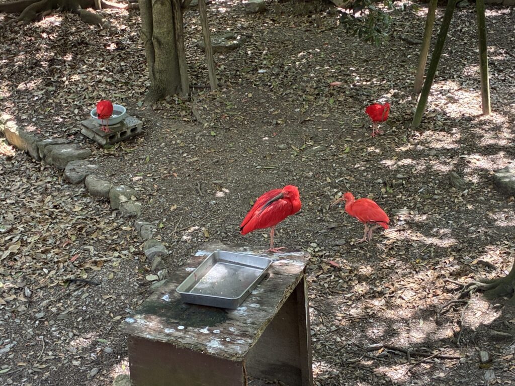 ショウジョウトキ