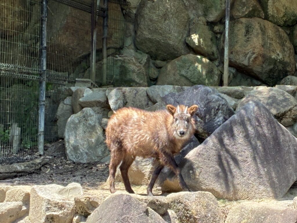 ニホンカモシカ