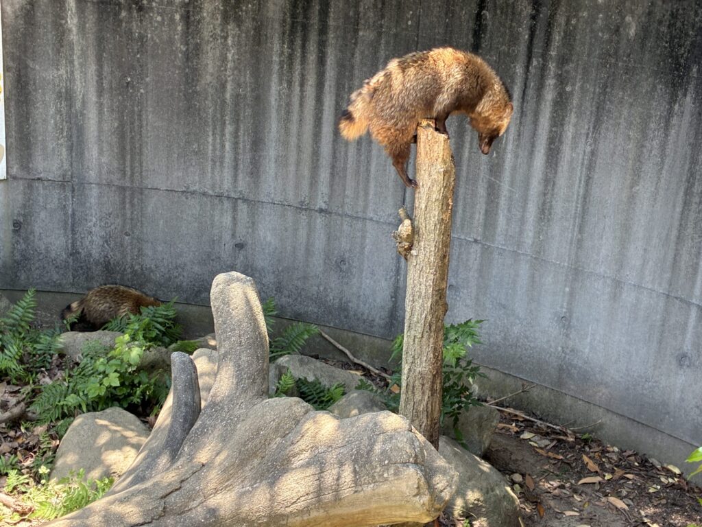 ホンドタヌキ