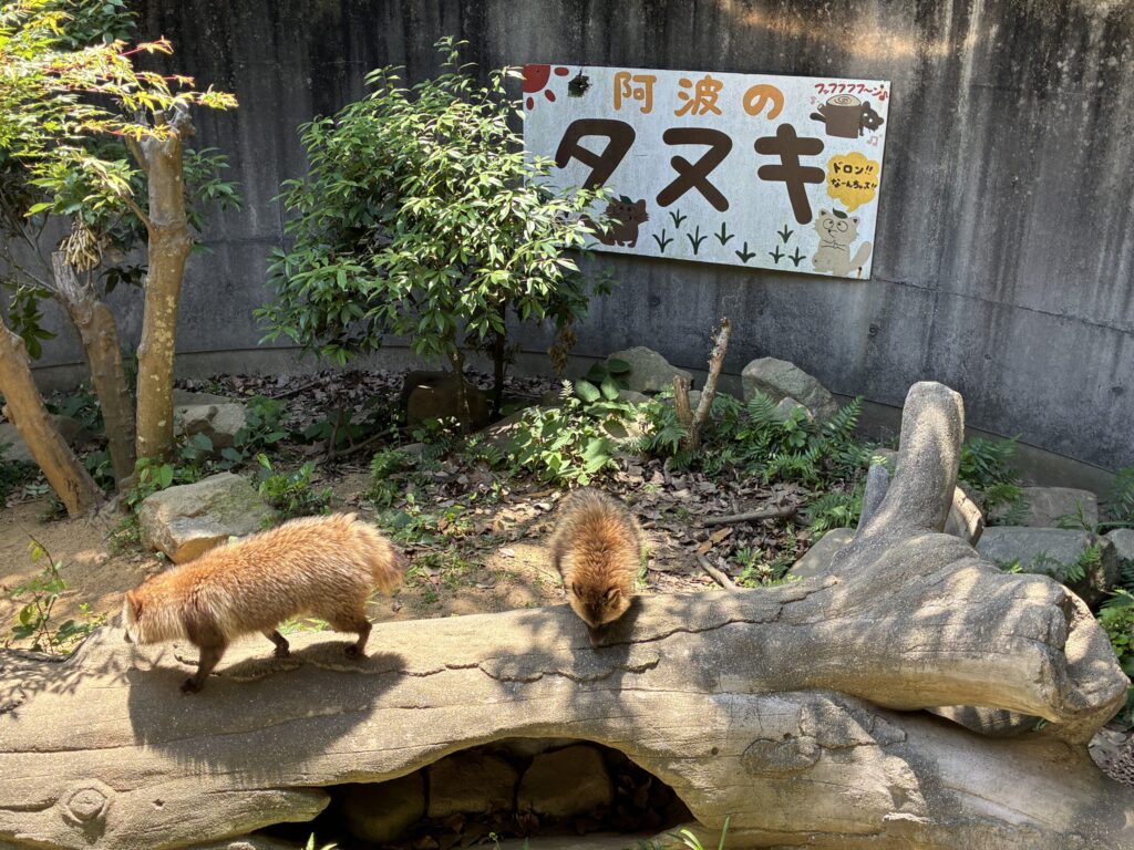 ホンドタヌキ