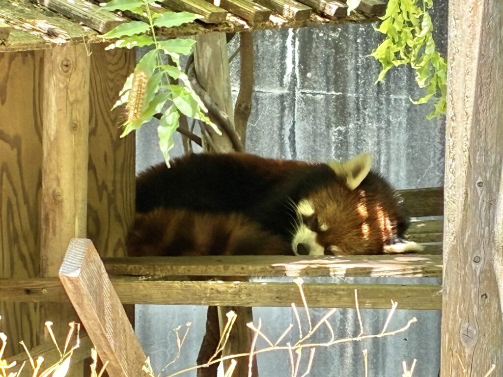 レッサーパンダ