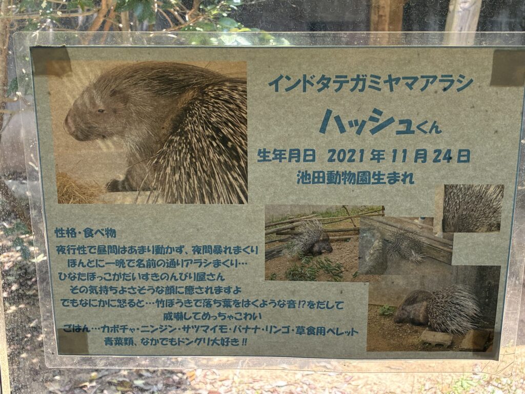 インドタテガミヤマアラシ