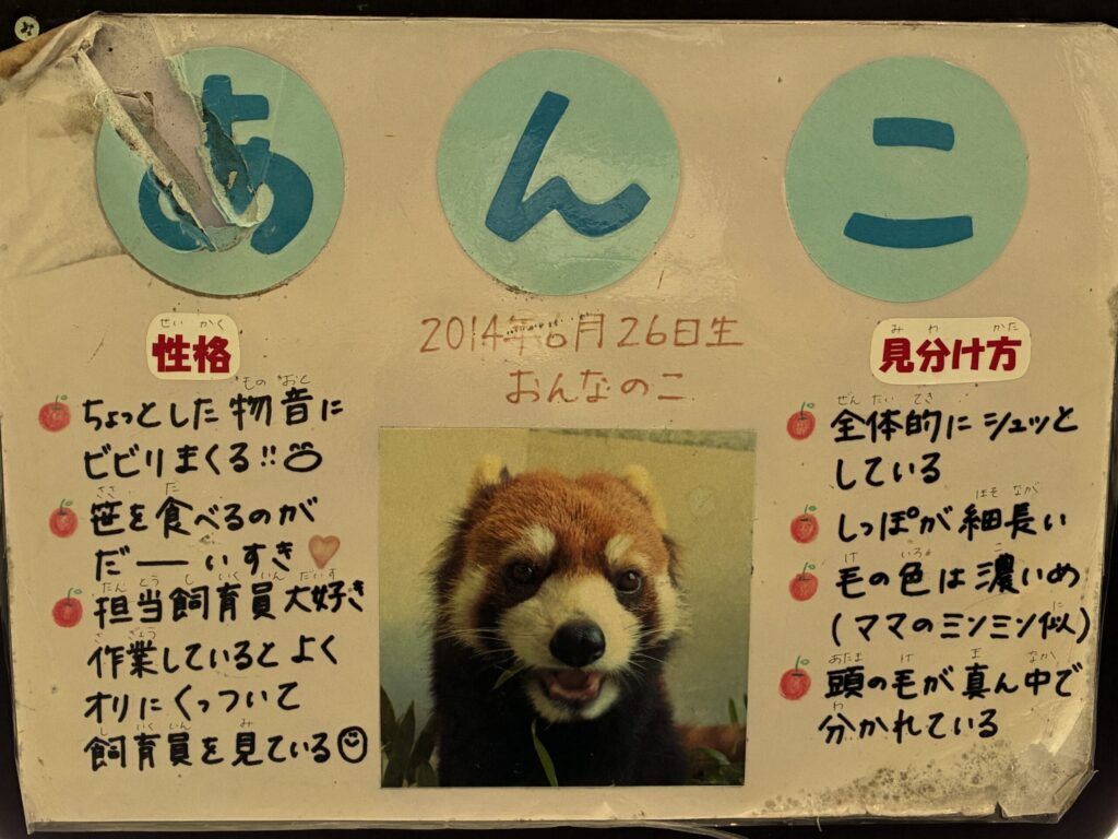 レッサーパンダ