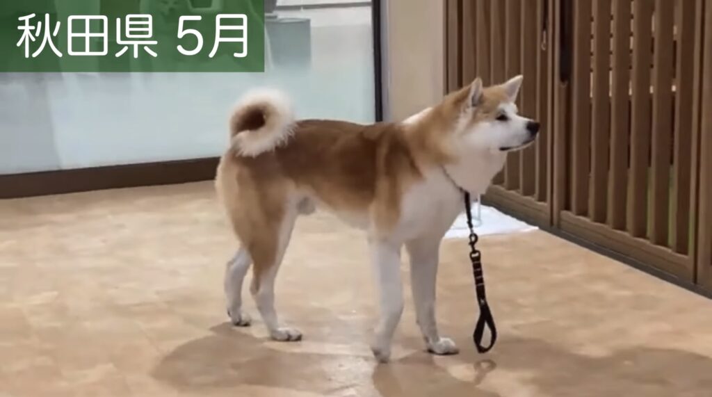 秋田犬