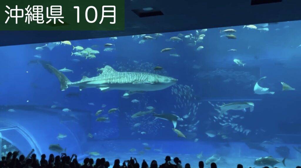 美ら海水族館