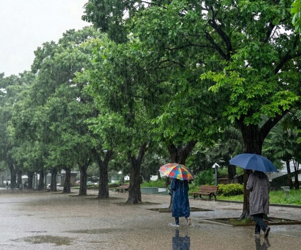 雨