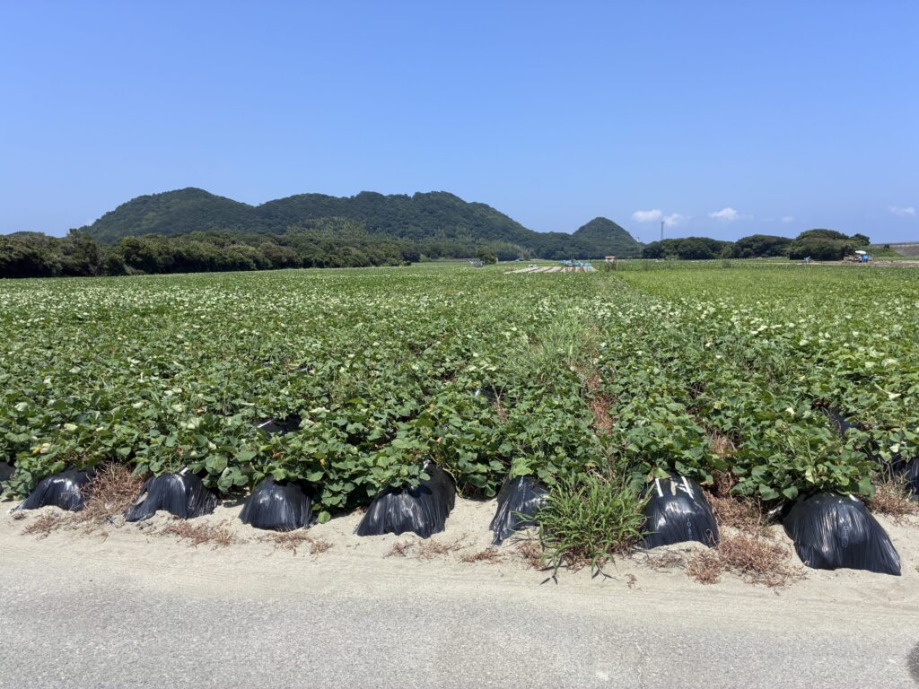 なると金時