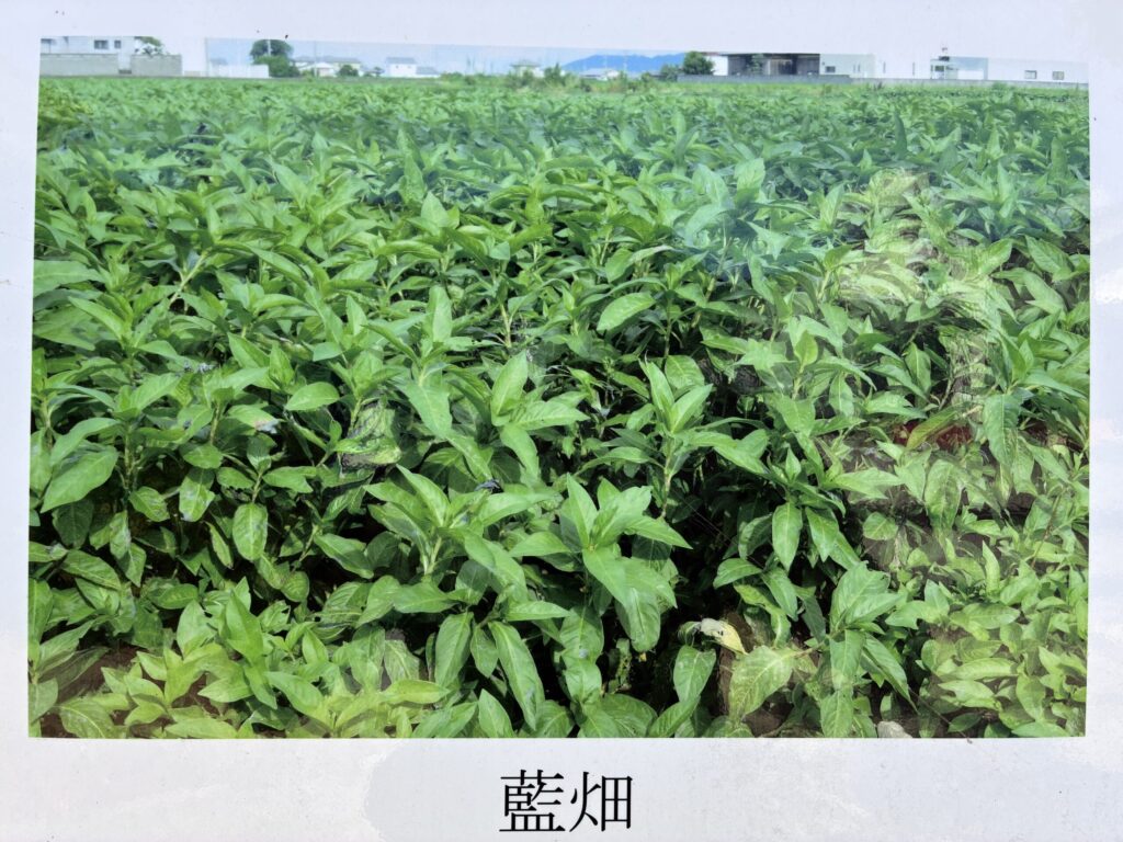 藍畑